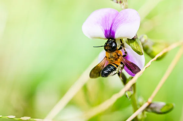 Abeille coupante dans la nature macro-verte — Photo