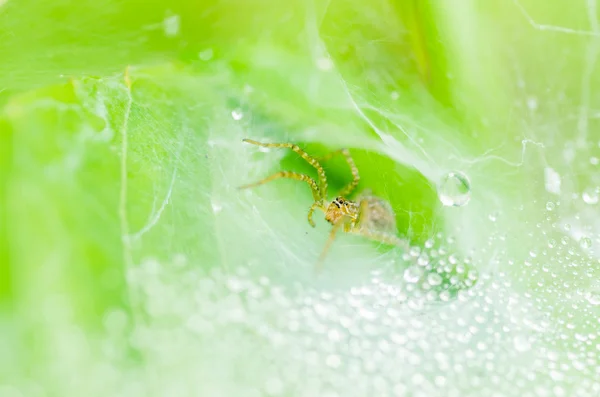 La macro araña y la web gotas de agua en la naturaleza —  Fotos de Stock