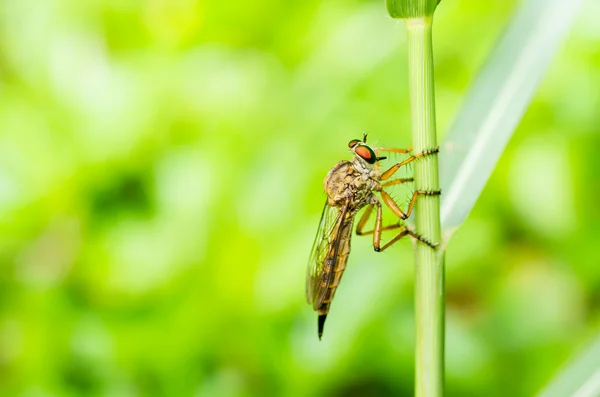 Makro robberfly w zieleni — Zdjęcie stockowe