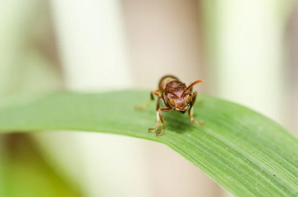 Wasp macro in de groene natuur of in de tuin — Stockfoto