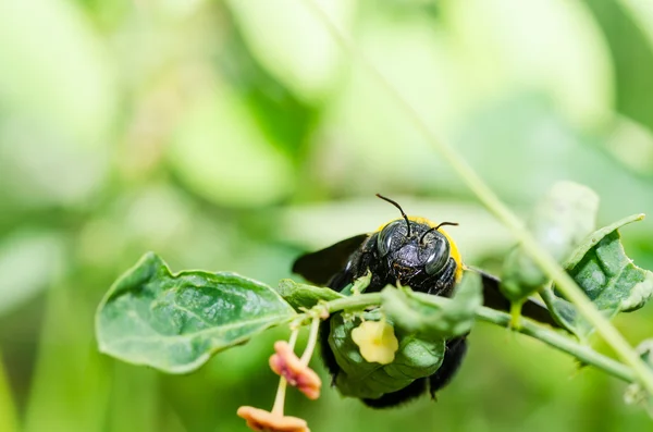 Pszczoła Carpenter makro natura — Zdjęcie stockowe
