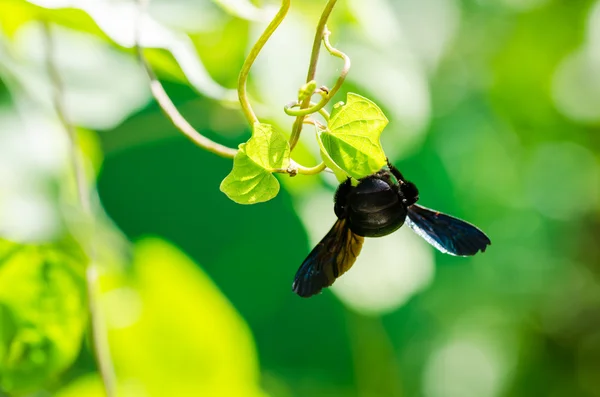 Carpenter bee macro in de natuur — Stockfoto