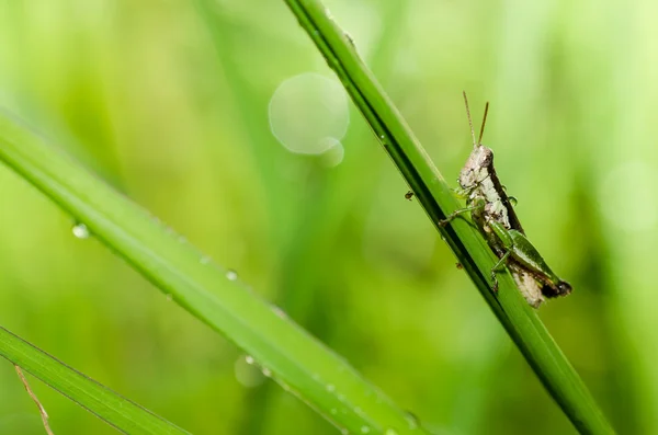 Macro di Grasshopper in natura verde — Foto Stock