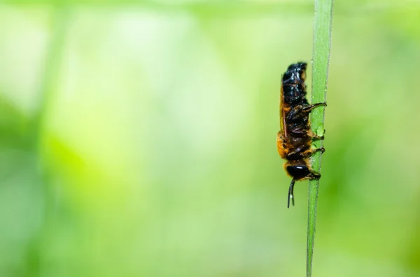 Listy na řezání včela v přírodě makro zelený — Stock fotografie