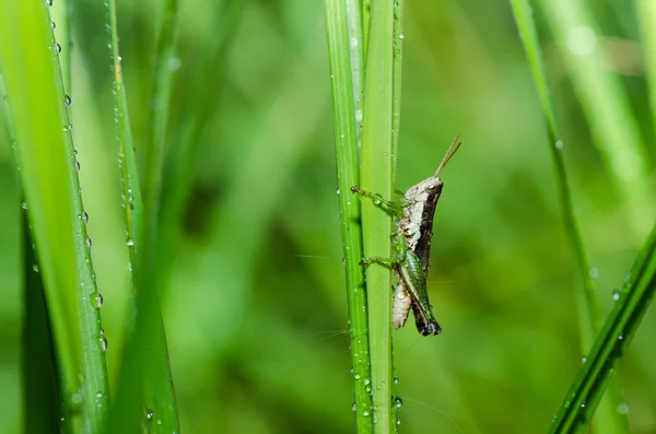 Macro di Grasshopper in natura verde — Foto Stock