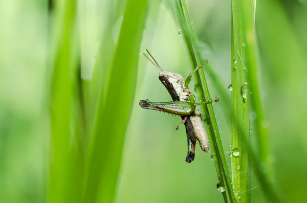 Heuschrecken-Makro in grüner Natur — Stockfoto