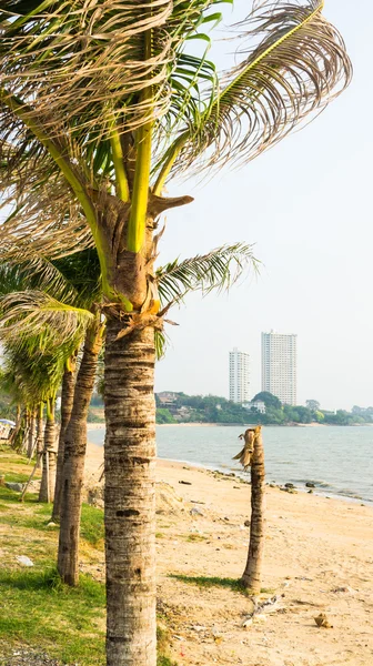 Árbol de coco en la playa y la torre — Foto de Stock
