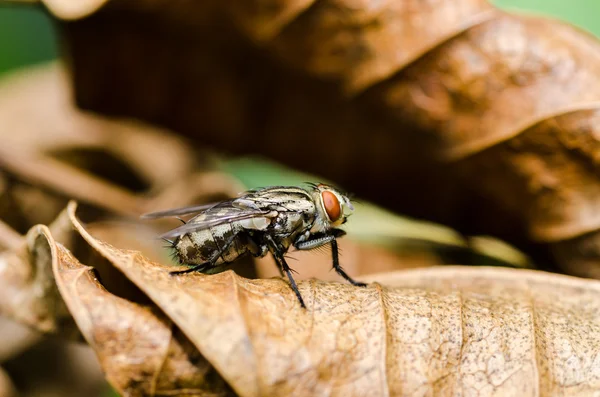 Yeşil doğanın makro fly — Stok fotoğraf