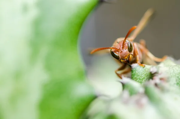 Eşek arısı ve kaktüs makro yeşil doğa veya Bahçe — Stok fotoğraf