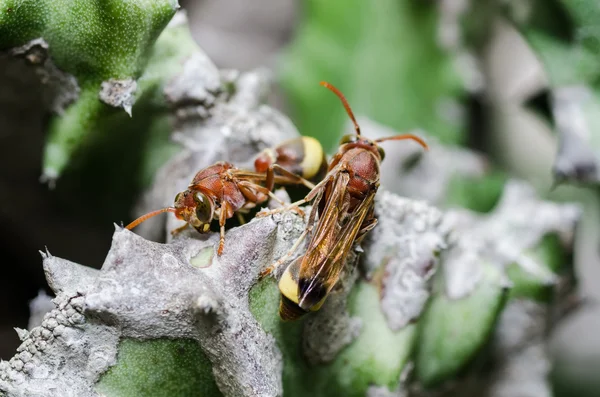 Wasp and Cactus macro in green nature or in garden — Stock Photo, Image