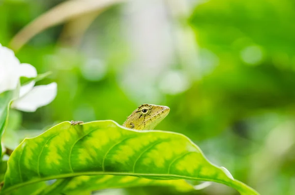 Ящірка у зеленої природи — стокове фото