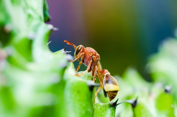 Wespe und Kaktus Makro in der grünen Natur oder im Garten — Stockfoto