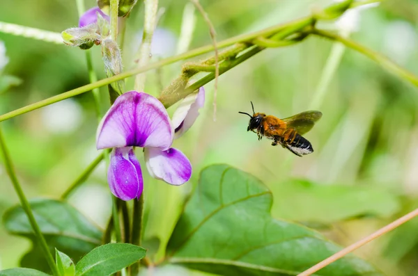 Leaf-cutting bee in macro green nature — Stock Photo, Image