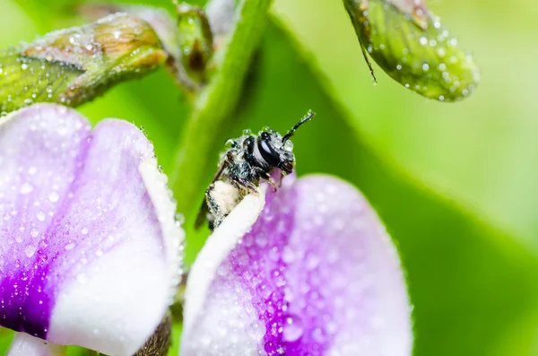 Bee in de macro groene natuur — Stockfoto