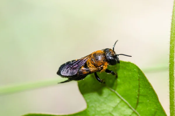 Pszczoła liść cięcia w makro zielony natura — Zdjęcie stockowe