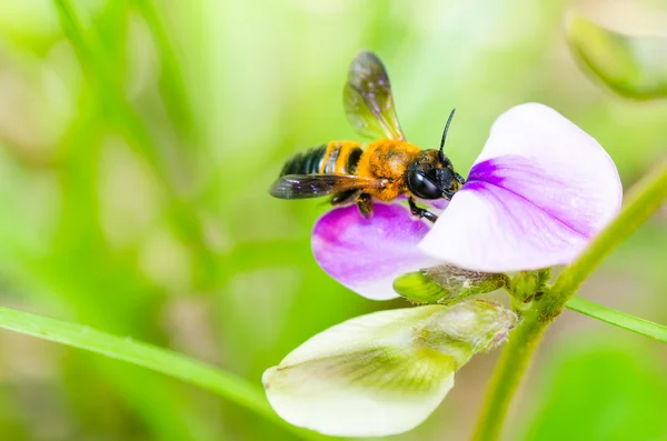 Blad-cutting bee in de macro groene natuur — Stockfoto