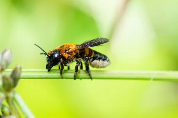 Bladskjærende bie i makrorgrønn natur – stockfoto