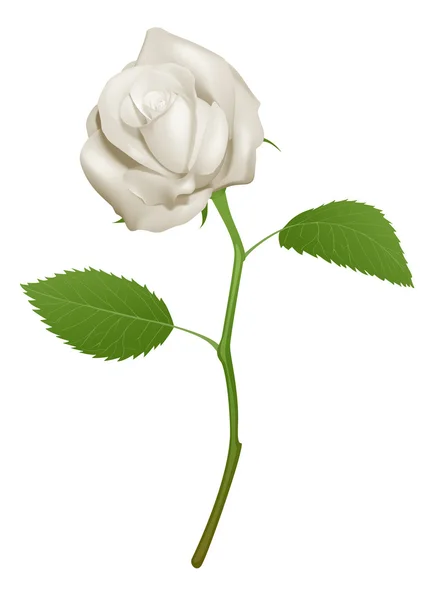Ilustración de una hermosa rosa blanca — Vector de stock