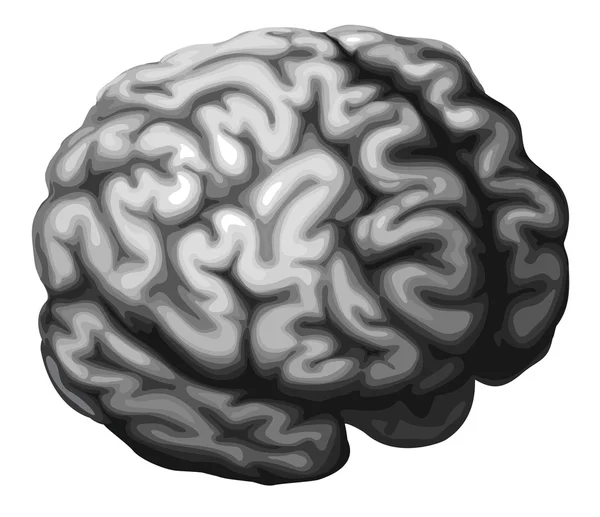 Illustratie van de hersenen — Stockvector