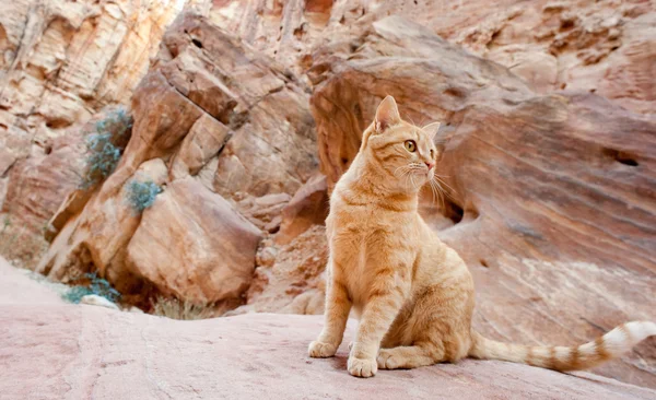 stock image Young cat