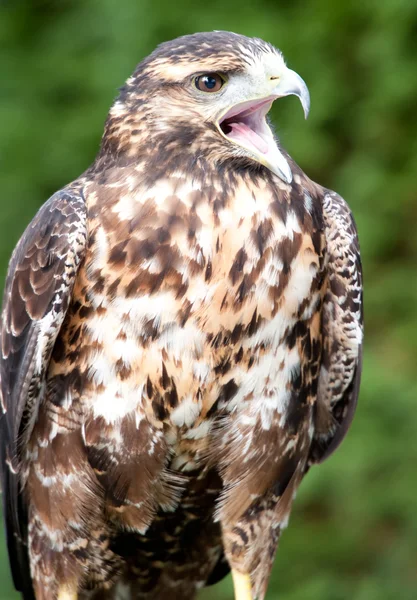 Brown eagle — Stock Photo, Image