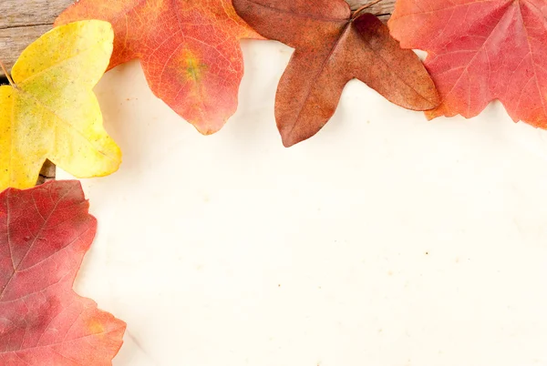 stock image Autumn wood background