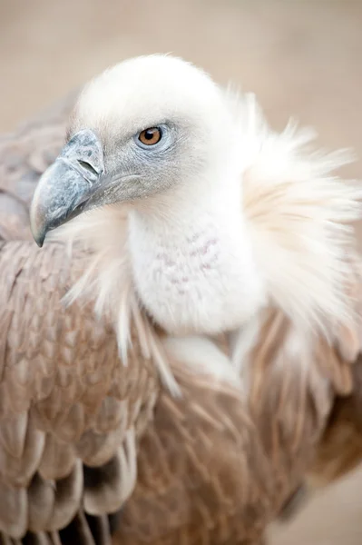 stock image Griffon Vulture