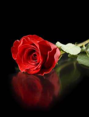 Red rose with reflection clipart