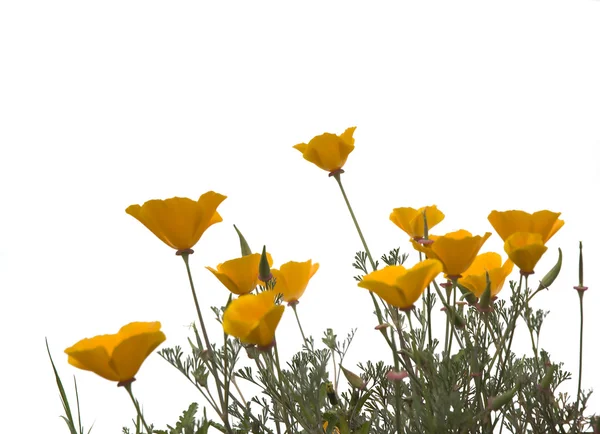 Turuncu çiçekler — Stok fotoğraf