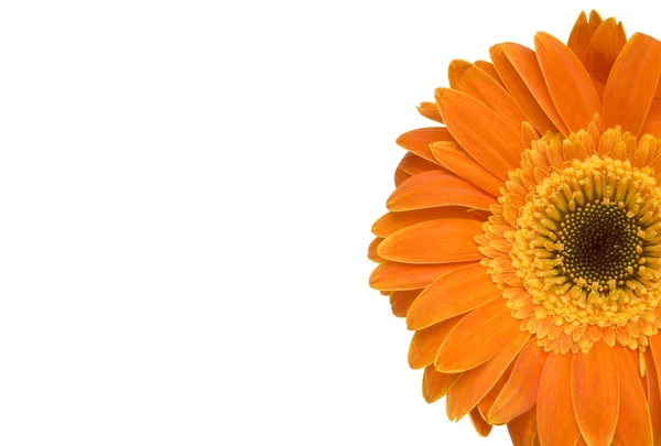 stock image Orange daisy flower