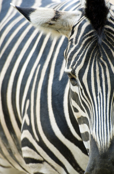 Zebra close up focused on her head