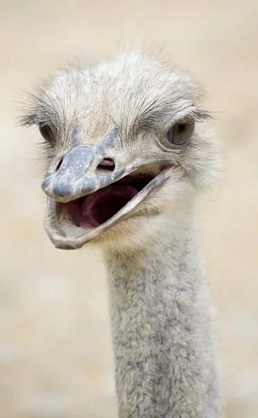 stock image Ostrich