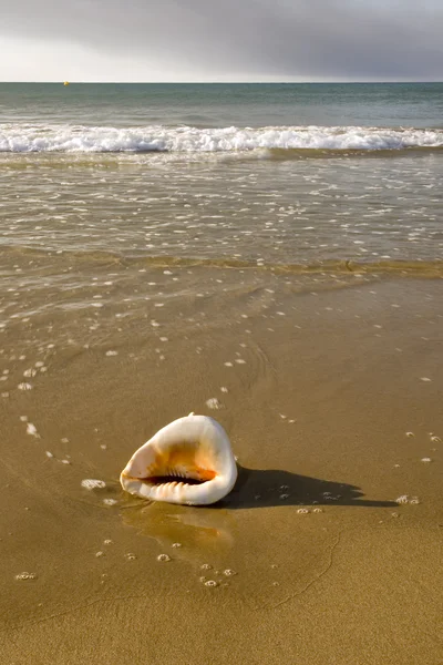 stock image Conch on beach