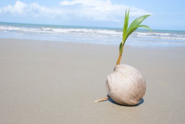 Coconut tree growing on empty tropical beach clipart