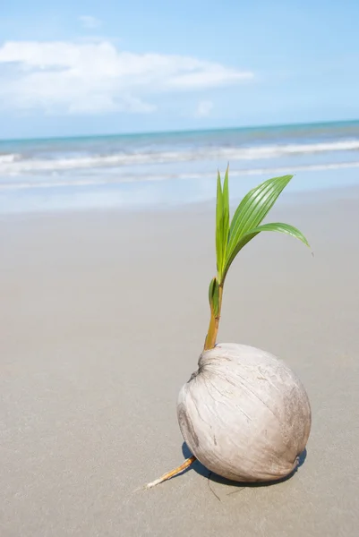 Kokospalmen wachsen am leeren tropischen Strand — Stockfoto