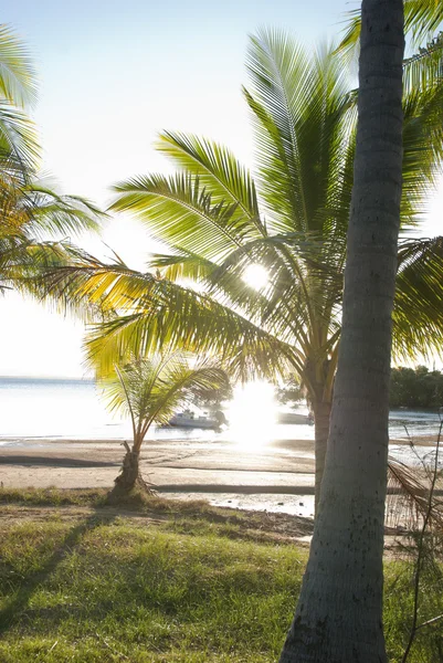 Słońce zachodzi za eaf tropikalne palmy — Zdjęcie stockowe