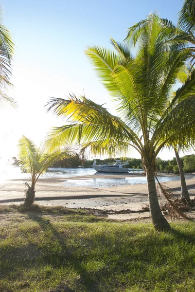 Different sized palm trees growing in bay — Stock Photo, Image
