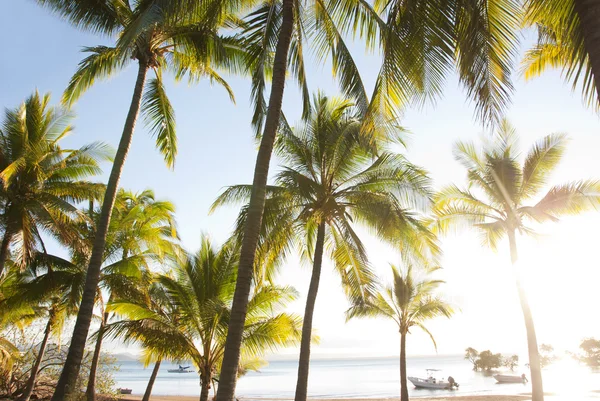 Tropische Palmen in der Bucht mit verankerten Booten — Stockfoto