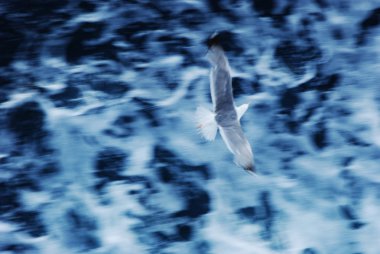 Seagull with motion blur over water clipart