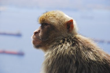 Ape Looking at view on Rock of Gibraltar clipart