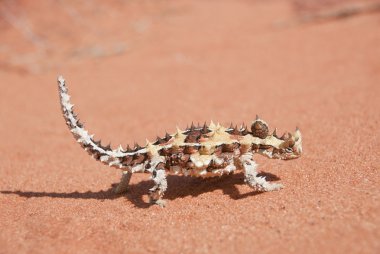 Thorny Devil Lizard walking on red sand in the outback clipart
