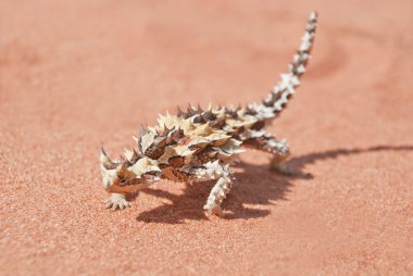 Thorny Devil Lizard with shadow on red outback sand clipart