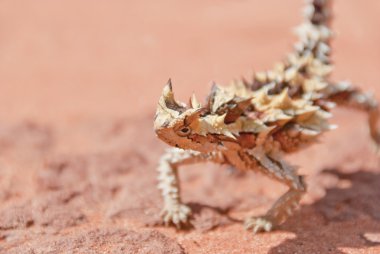 Thorny Devil Lizard looking with copy space on side clipart