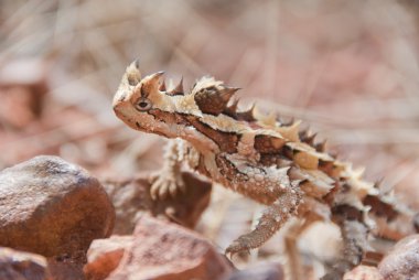 Thorny Devil Lizard climbing up some stones clipart