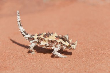 Thorny Devil Lizard looking at tiny blurred ant clipart