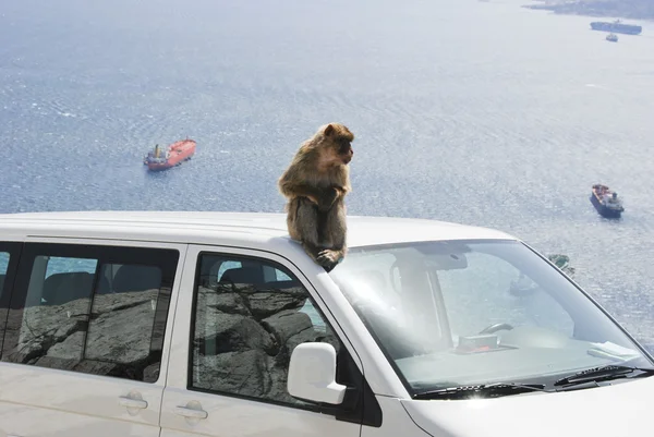 stock image Ape of Gibraltar sitting on roof of white car
