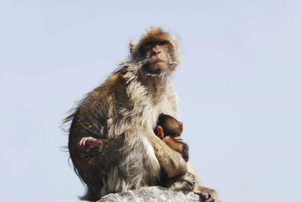 Mother Ape With Baby Breastfeeding On Rock At Gibraltar — Stock Photo, Image