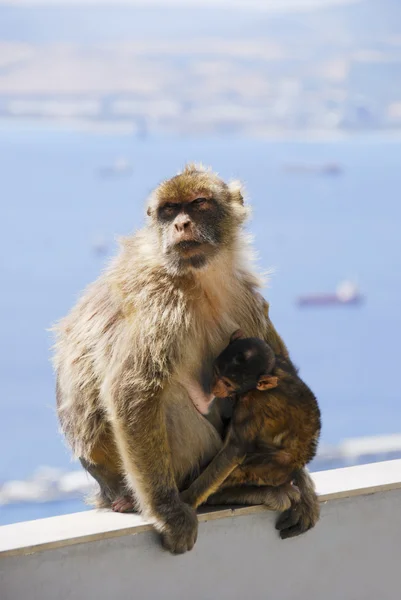 แม่ Ape กับทารกให้นมบุตรบนผนังที่ยิบรอลตาร์ — ภาพถ่ายสต็อก