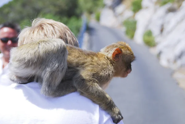 Ape entertaining tourist at Gibraltar — Stock Photo, Image