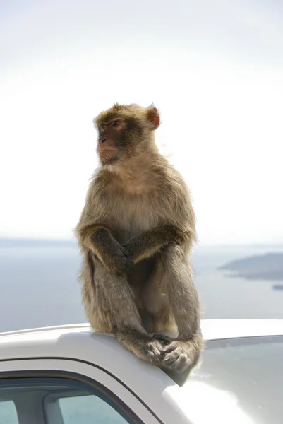 Ape of Gibraltar sitting on roof of white car — Stock Photo, Image